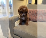 Small Photo #7 Cavapoo Puppy For Sale in LAS VEGAS, NV, USA