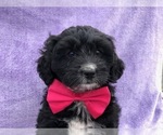 Small Photo #3 Miniature Bernedoodle Puppy For Sale in CLAY, PA, USA