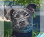 Small #4 Boglen Terrier