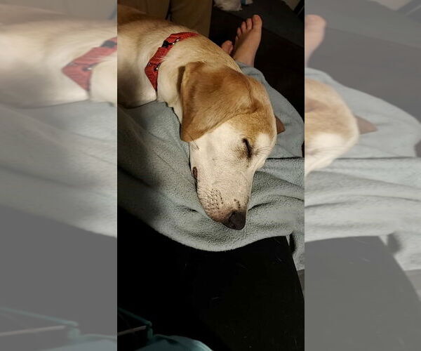 Medium Photo #7 Great Dane-Unknown Mix Puppy For Sale in Bullard, TX, USA