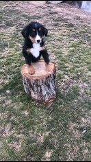 Bernese Mountain Dog Puppy for sale in HARTVILLE, MO, USA