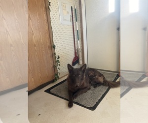 German Shepherd Dog Litter for sale in FORT COLLINS, CO, USA