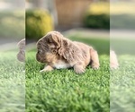Small #3 French Bulldog