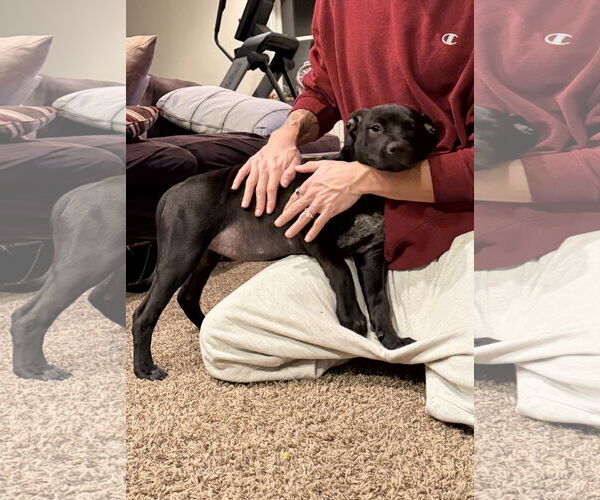 Medium Photo #5 Labrador Retriever-Staffordshire Bull Terrier Mix Puppy For Sale in Pottstown, PA, USA