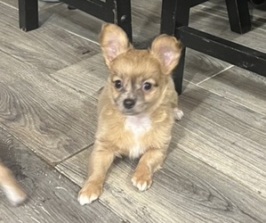 Chihuahua Puppy for sale in PHILADELPHIA, PA, USA