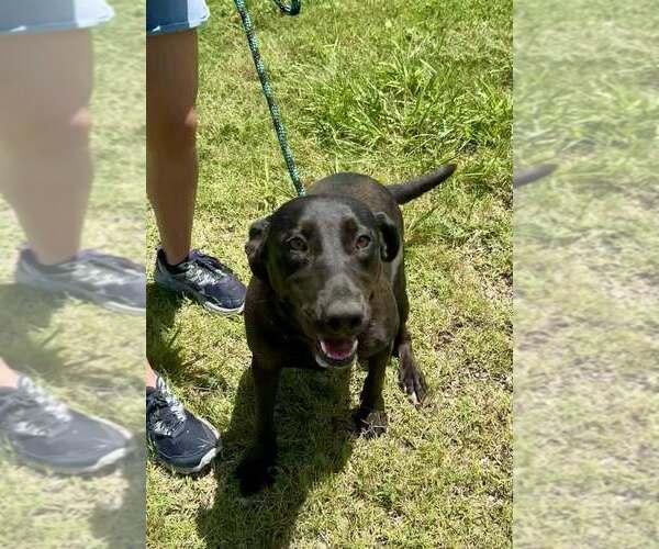 Medium Photo #1 Mutt Puppy For Sale in Abbeville, LA, USA