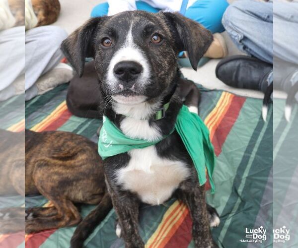 Medium Photo #3 Plott Hound-Unknown Mix Puppy For Sale in Washington, DC, USA