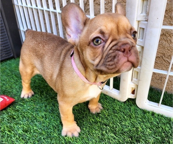 Medium Photo #16 French Bulldog Puppy For Sale in LAS VEGAS, NV, USA