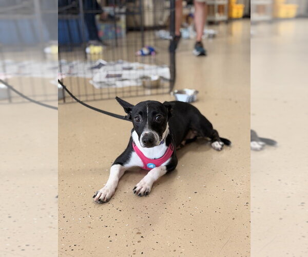 Medium Photo #2 Mutt Puppy For Sale in Mundelein, IL, USA