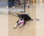 Small #1 Mutt
