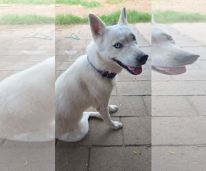 Siberian Husky-Unknown Mix Dogs for adoption in Chandler, AZ, USA