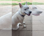 Small Siberian Husky Mix