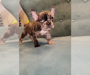 French Bulldog Puppy for sale in SAN JOSE, CA, USA