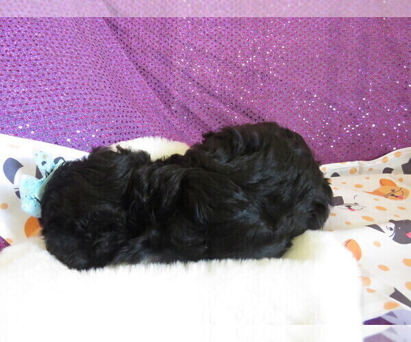 Medium Photo #3 ShihPoo Puppy For Sale in DONGOLA, IL, USA