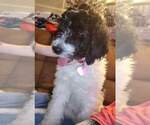 Small Photo #1 Goldendoodle Puppy For Sale in FORDYCE, AR, USA