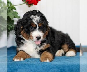 Bernedoodle (Miniature) Puppy for Sale in EAST EARL, Pennsylvania USA