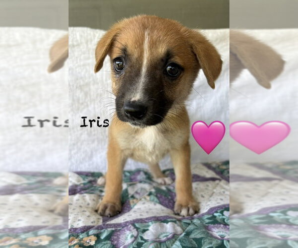 Medium Photo #2 Mutt Puppy For Sale in Brewster, NY, USA