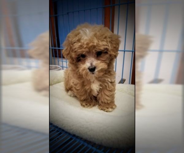 Medium Photo #1 Maltipoo-Morkie Mix Puppy For Sale in BROWN DEER, WI, USA