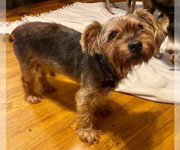 Medium Photo #5 Mutt Puppy For Sale in Spring Lake, NC, USA