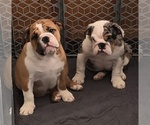 Small #3 English Bulldog