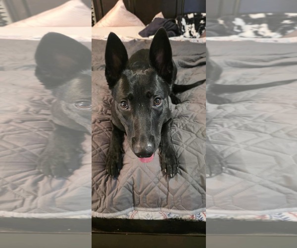 Medium Photo #4 Mutt Puppy For Sale in Stevens Point, WI, USA