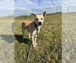 Small #1 Carolina Dog Mix