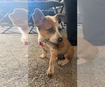 Small #1 Mutt