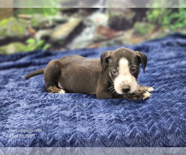 Medium Photo #10 Catahoula Leopard Dog Puppy For Sale in CUMBY, TX, USA
