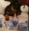 Small Photo #4 Miniature Pinscher Puppy For Sale in BULGER, PA, USA