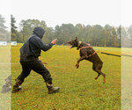 Small Photo #58 Doberman Pinscher Puppy For Sale in FORT LAUDERDALE, FL, USA