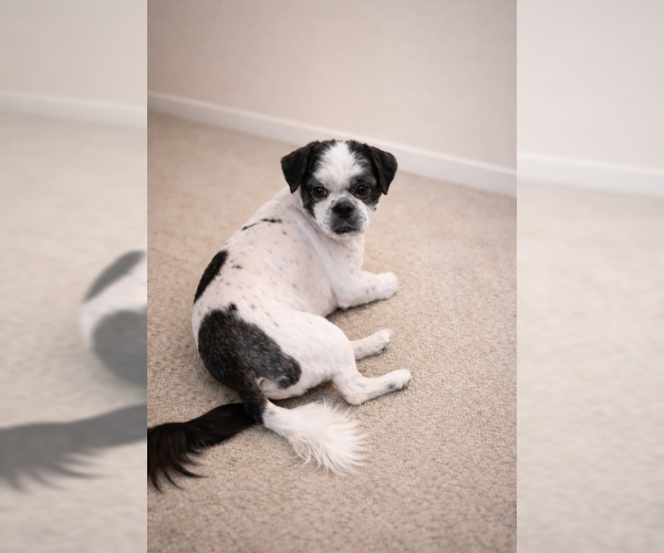 Medium Photo #3 Shih Tzu Puppy For Sale in Oakley, CA, USA