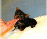 Small Photo #2 Yorkshire Terrier Puppy For Sale in WARRENSBURG, MO, USA