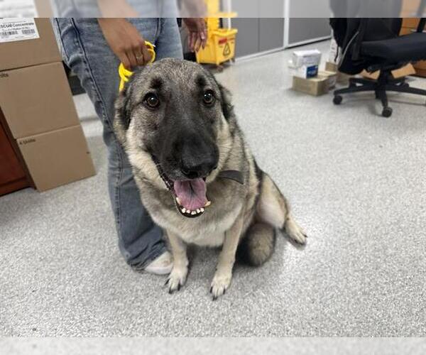 Medium Photo #1 German Shepherd Dog-Unknown Mix Puppy For Sale in Pasadena, TX, USA