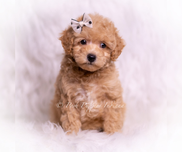 Medium Photo #3 Poodle (Toy) Puppy For Sale in WARSAW, IN, USA