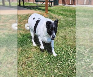 American Pit Bull Terrier-Rat Terrier Mix Dogs for adoption in Grovetown, GA, USA