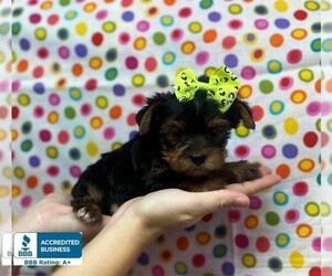 Yorkshire Terrier Puppy for sale in WINNSBORO, LA, USA