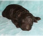 Small #1 Labradoodle