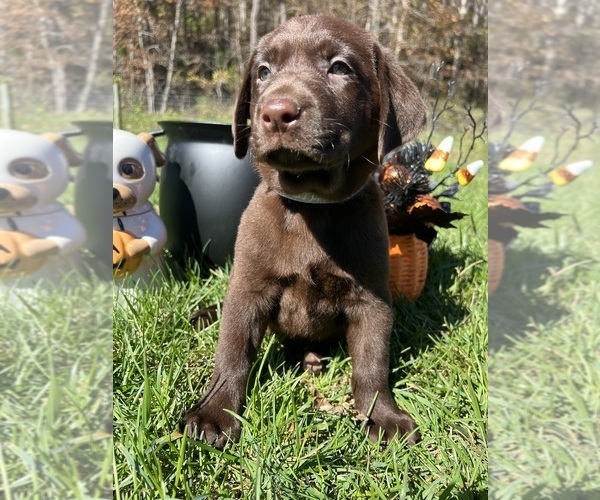 Medium Photo #1 Labrador Retriever Puppy For Sale in NEOLA, WV, USA