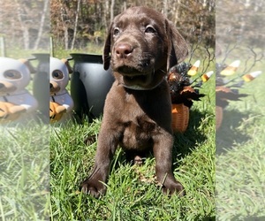 Labrador Retriever Puppy for Sale in NEOLA, West Virginia USA