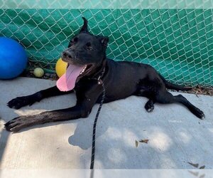 American Pit Bull Terrier-German Shepherd Dog Mix Dogs for adoption in Charlotte, NC, USA