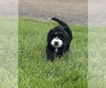 Small #2 Miniature Bernedoodle