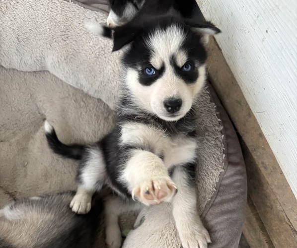 Medium Photo #8 Siberian Husky Puppy For Sale in WORTHINGTON, KY, USA
