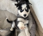 Small #7 Siberian Husky