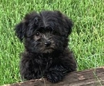 Small Photo #1 Poovanese Puppy For Sale in HARRISONBURG, VA, USA