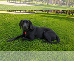 Small #1 Labrador Retriever