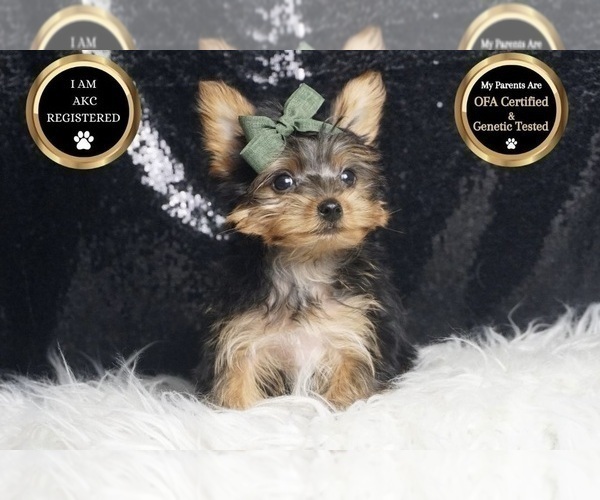 Medium Photo #2 Yorkshire Terrier Puppy For Sale in WARSAW, IN, USA