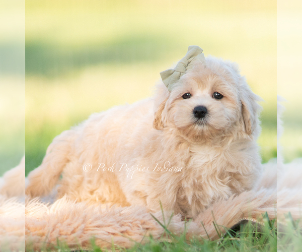 Medium Photo #40 Maltipoo (Miniature) Puppy For Sale in WARSAW, IN, USA