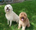 Small Photo #1 Labradoodle Puppy For Sale in MESA, AZ, USA