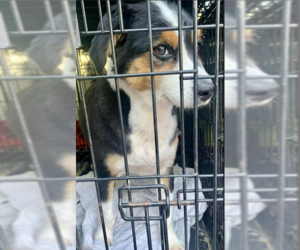 Australian Shepherd-Unknown Mix Dogs for adoption in Cranston, RI, USA