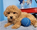 Small Photo #1 Goldendoodle-Poodle (Miniature) Mix Puppy For Sale in ORO VALLEY, AZ, USA